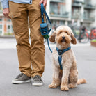 DOG COPENHAGEN - Harnais Comfort Walk Air DOG COPENHAGEN