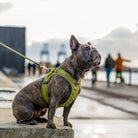 DOG COPENHAGEN - Harnais Comfort Walk GO DOG COPENHAGEN