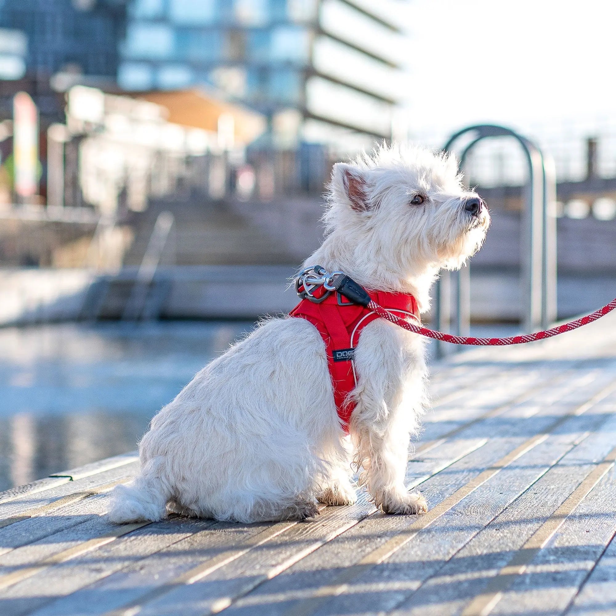 DOG COPENHAGEN - Harnais Comfort Walk GO DOG COPENHAGEN