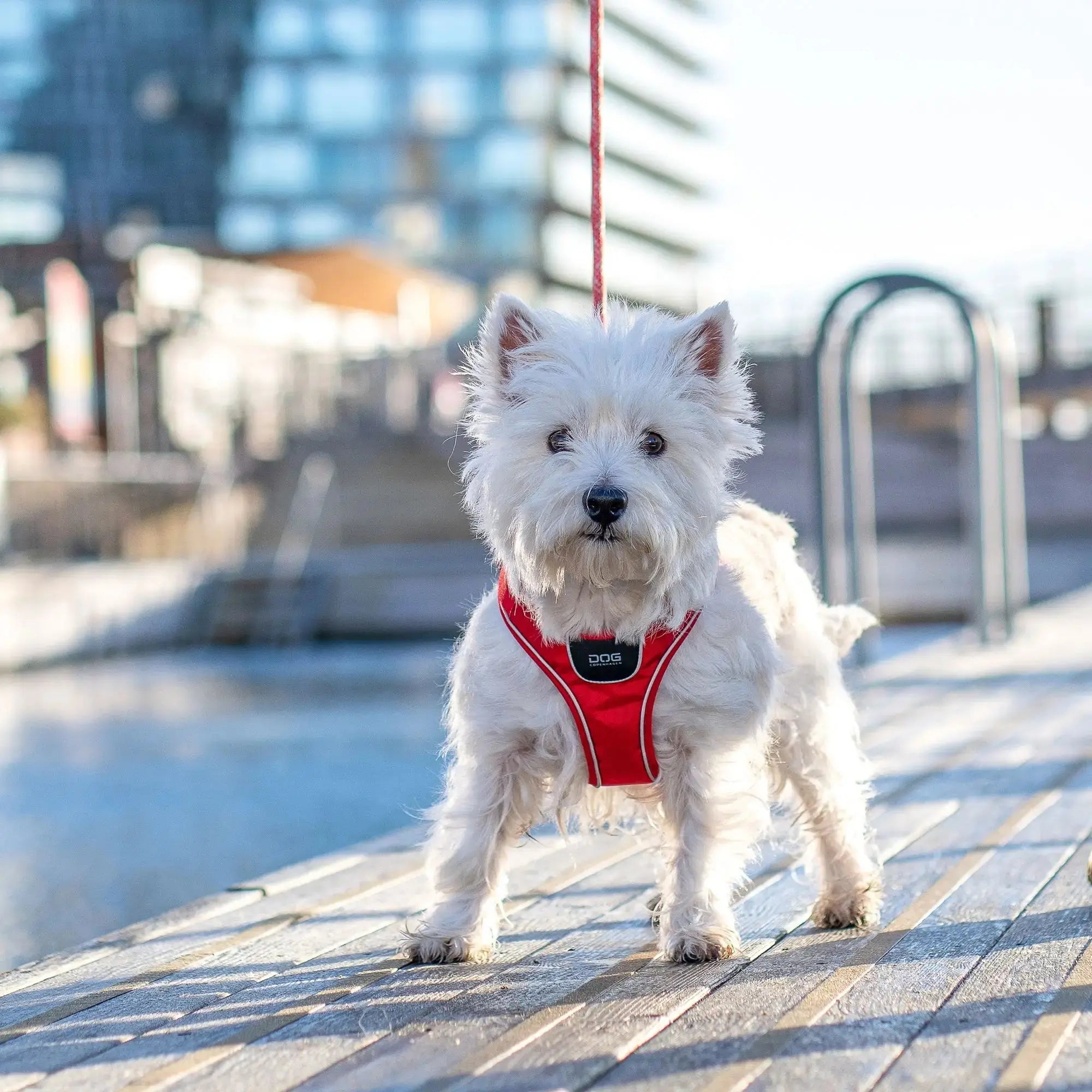 DOG COPENHAGEN - Harnais Comfort Walk GO DOG COPENHAGEN