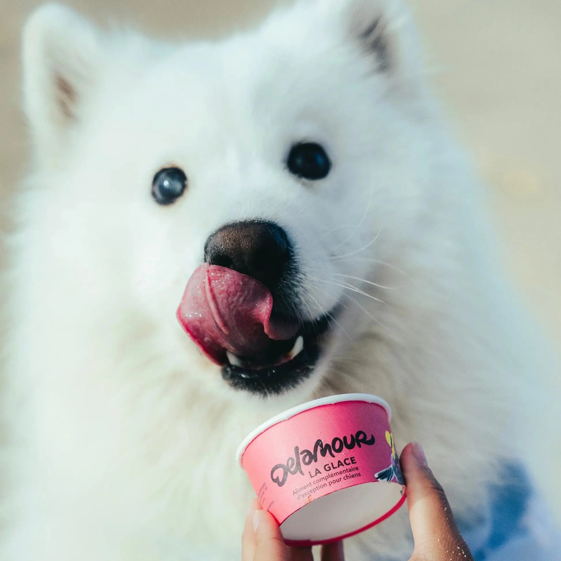 Delamour - Glace chien - Framboise DELAMOUR