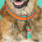 Dog with a Mission - Collier Maui DOG WITH A MISSION
