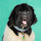 Dog with a Mission - Collier Smiley DOG WITH A MISSION