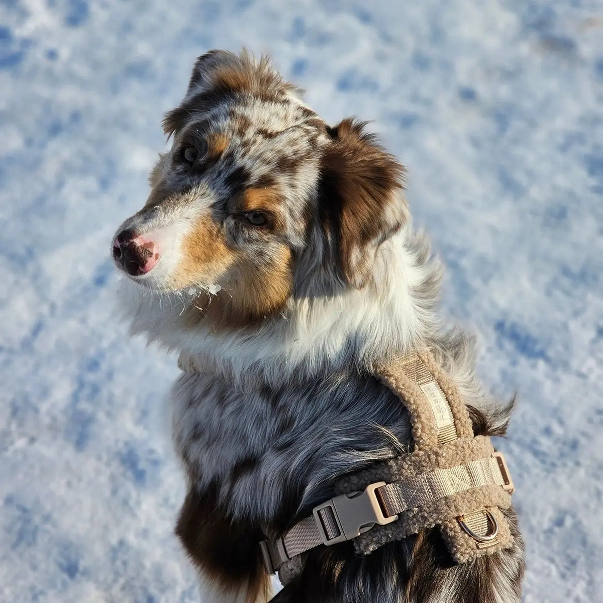 FURLOU - Harnais en Sherpa DOG COPENHAGEN