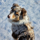 FURLOU - Harnais en Sherpa DOG COPENHAGEN