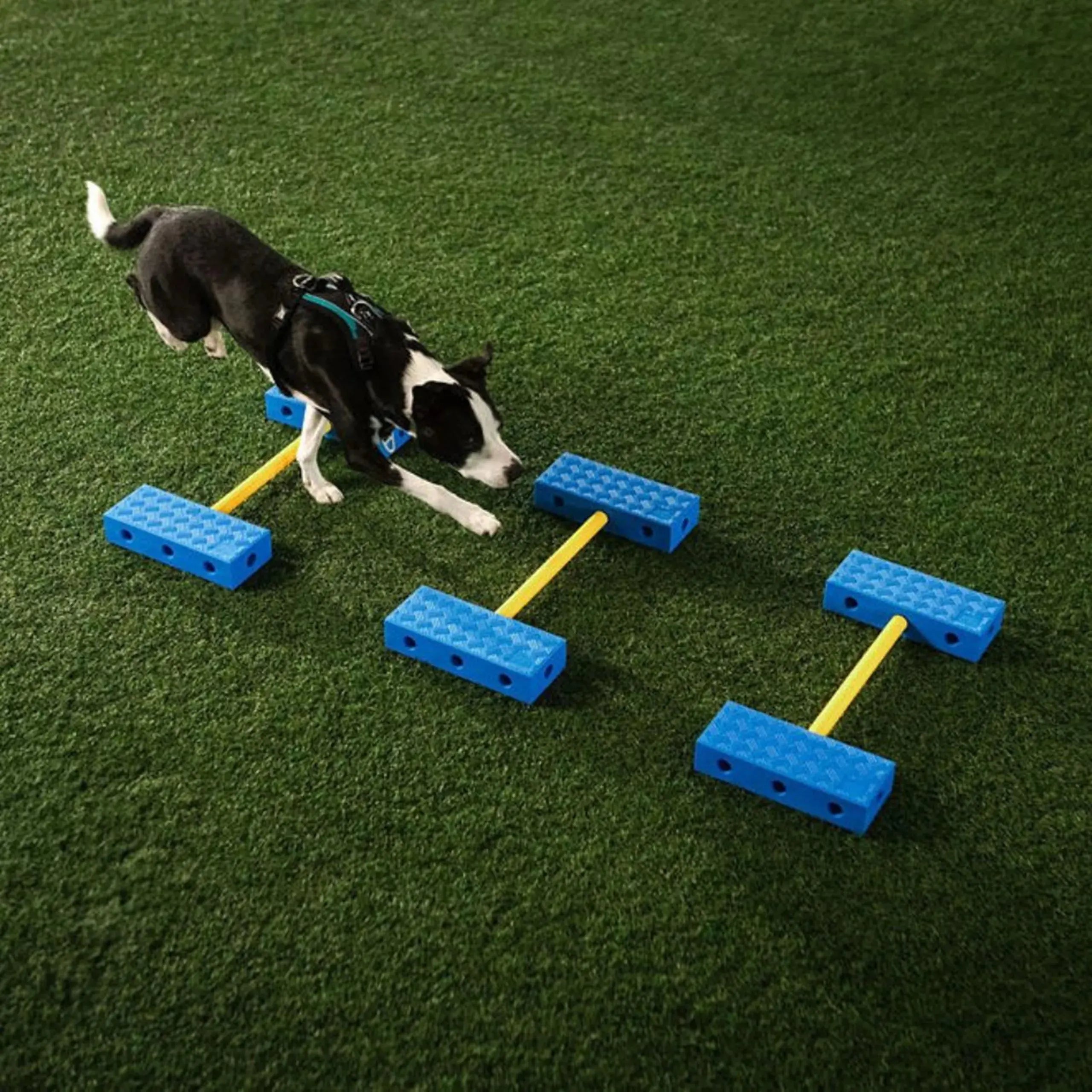 FitPAWS FitKinect Core – Système de fitness & rééducation chien FITPAWS