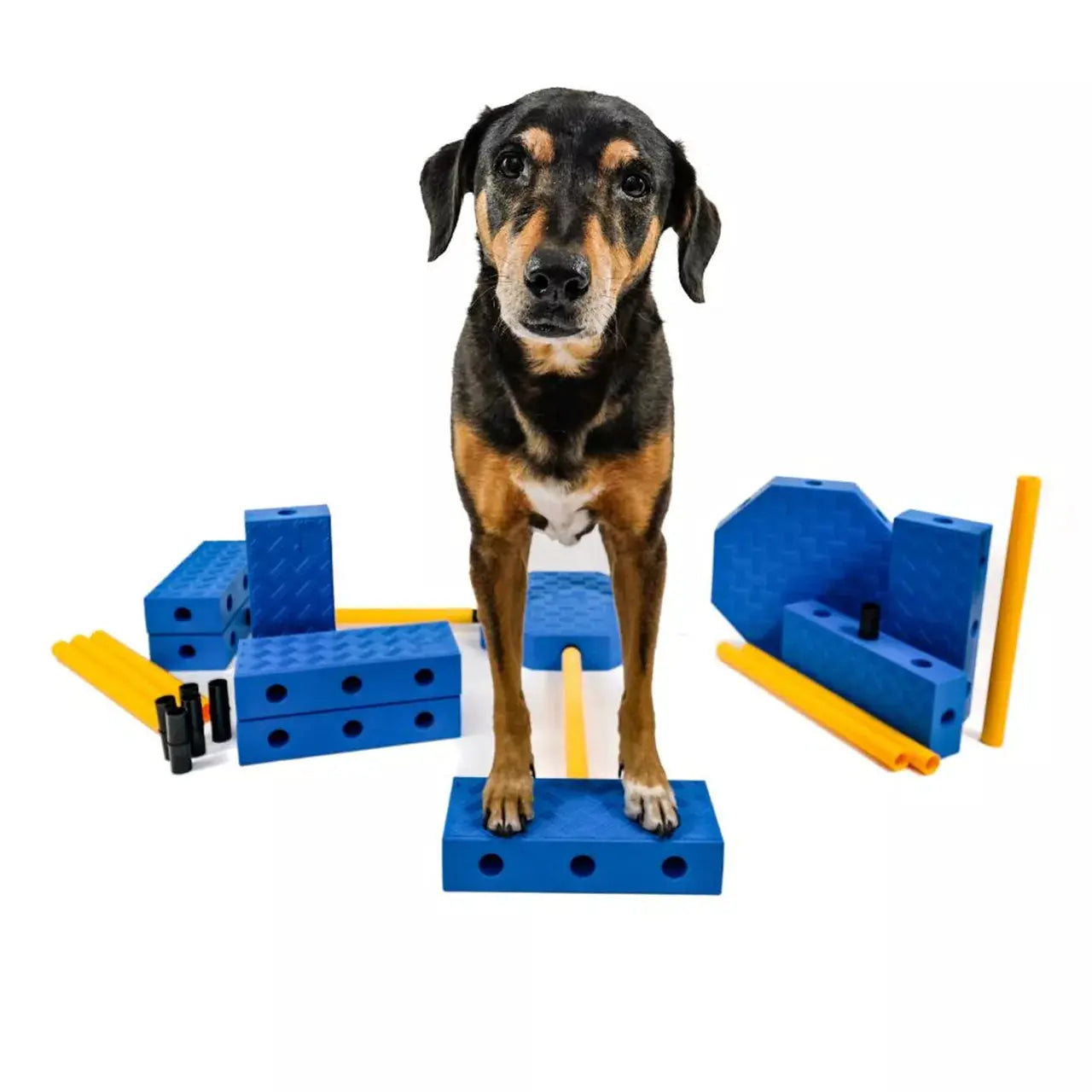 FitPAWS FitKinect Xtra – Fitness & Rééducation Canine FITPAWS