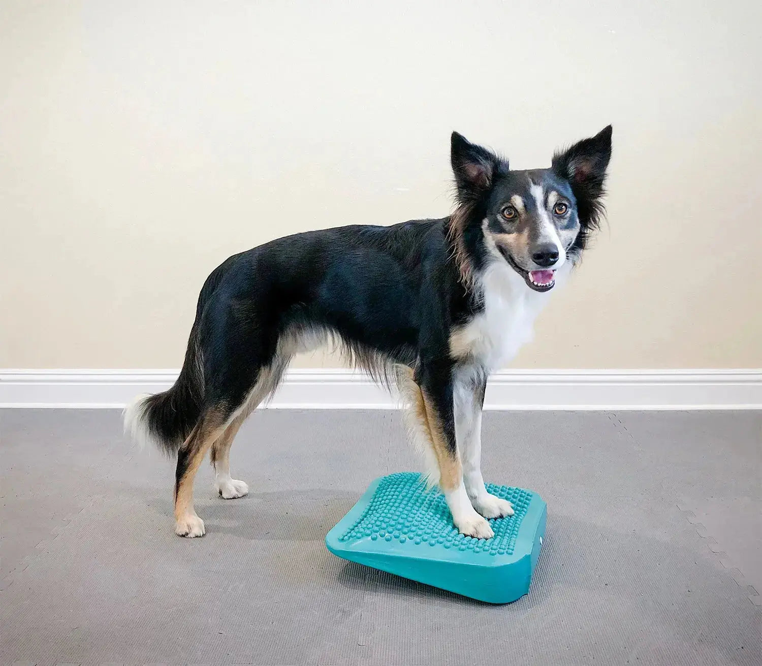 FitPaws Dog Balance Ramp – Rampe d’équilibre pour chien FITPAWS