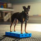 FitPaws FitKinect Upgrade Kit Rectangles – Extension fitness chien FITPAWS