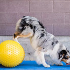 FitPaws Peanut TRAX – Ballon fitness & équilibre pour chien FITPAWS
