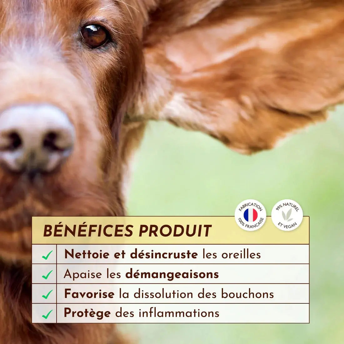 Gelée nettoyante – Pot de miel DEXTER & MANGO