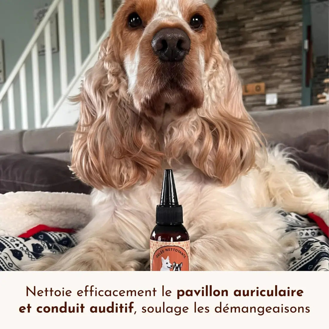 Gelée nettoyante – Pot de miel DEXTER & MANGO