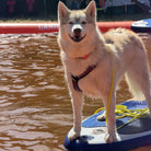 Initiation Paddle Canin 🐶🏄 – Semaine du 29 Juin au 5 Juillet DOG & CAT ETOILES