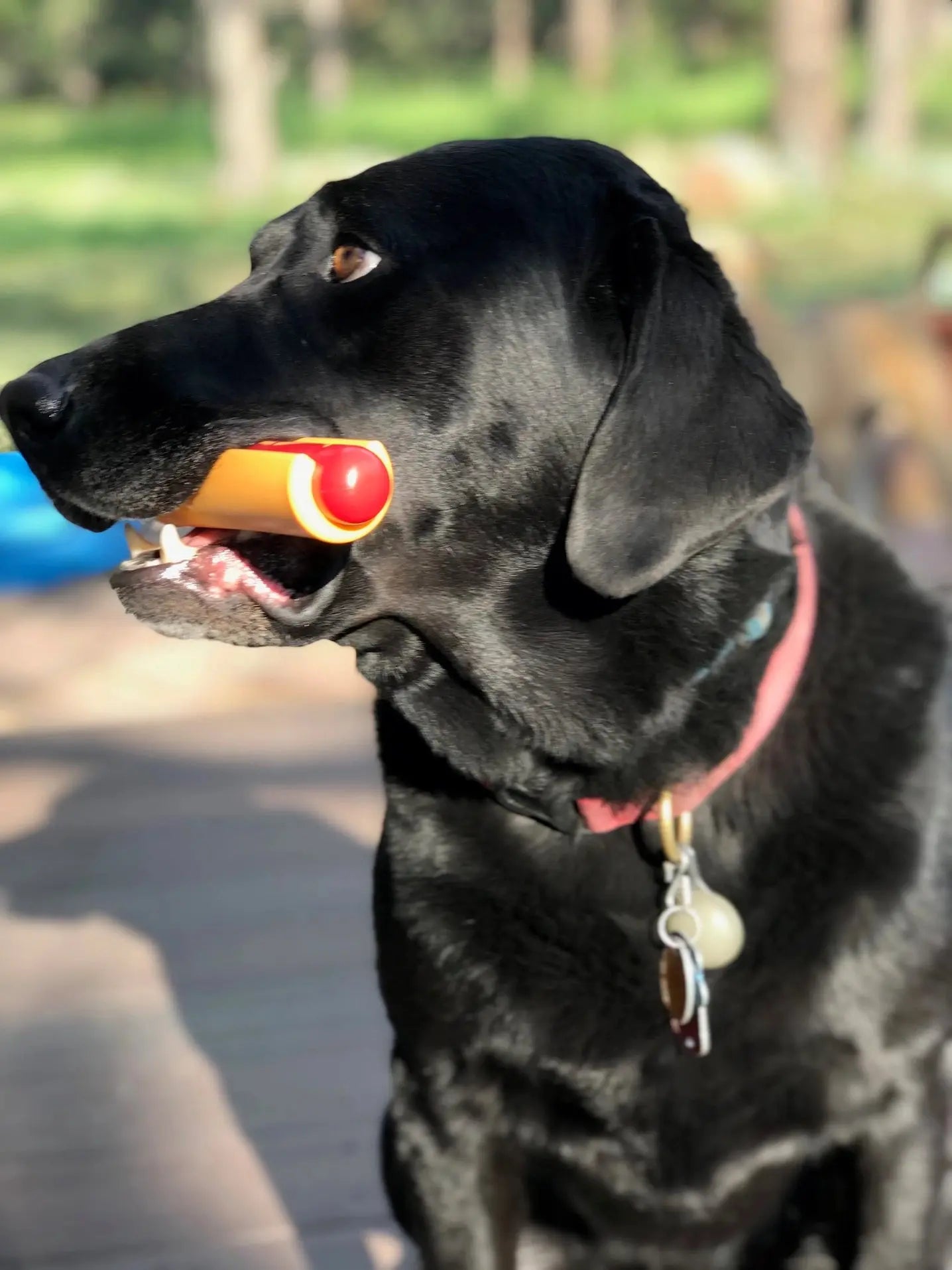 Jouet à macher – Hot Dog SODAPUP