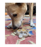 Jouet a lecher –Tortue SODAPUP