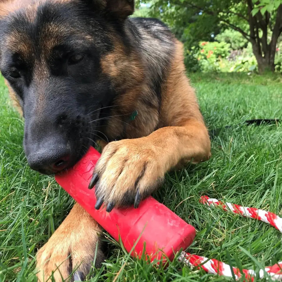 Jouet de récompense flottant – USA K9 SODAPUP