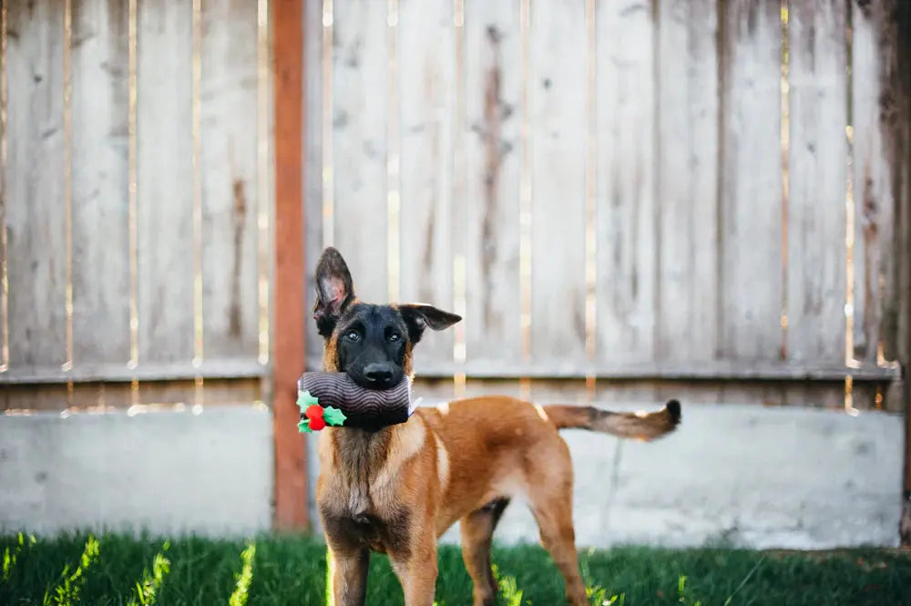 Jouet enrichissement - Buche de Noel - Pet PLAY PET PLAY