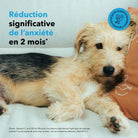 Les bouchées Anxiété DEXTER & MANGO