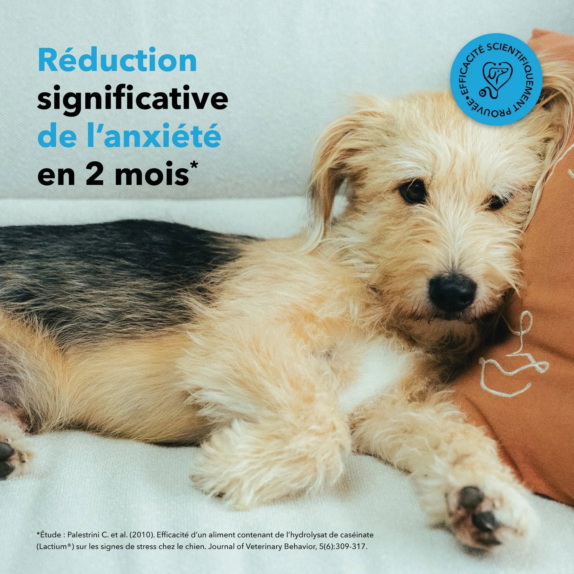 Les bouchées Anxiété DEXTER & MANGO