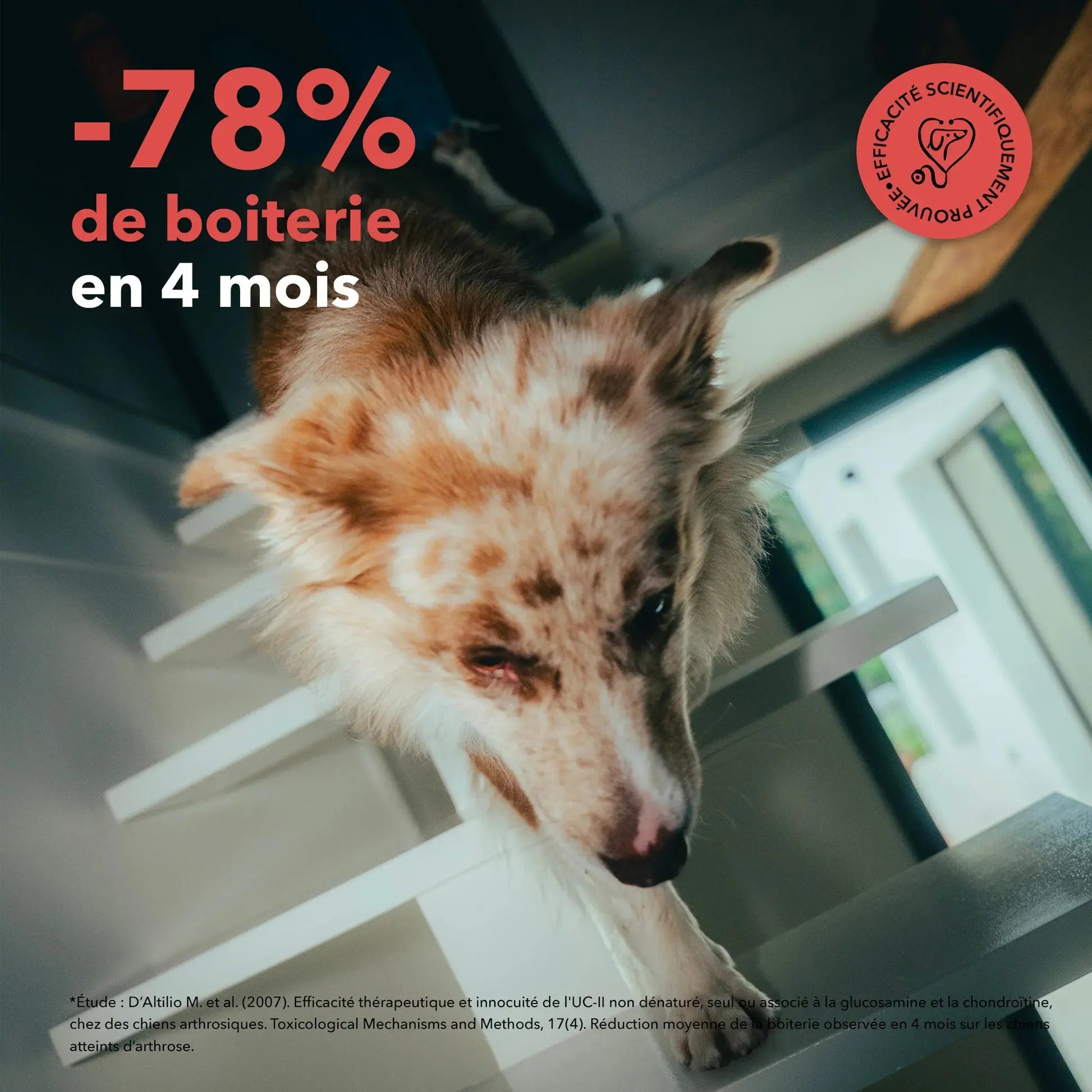 Les bouchées articulations DELAMOUR