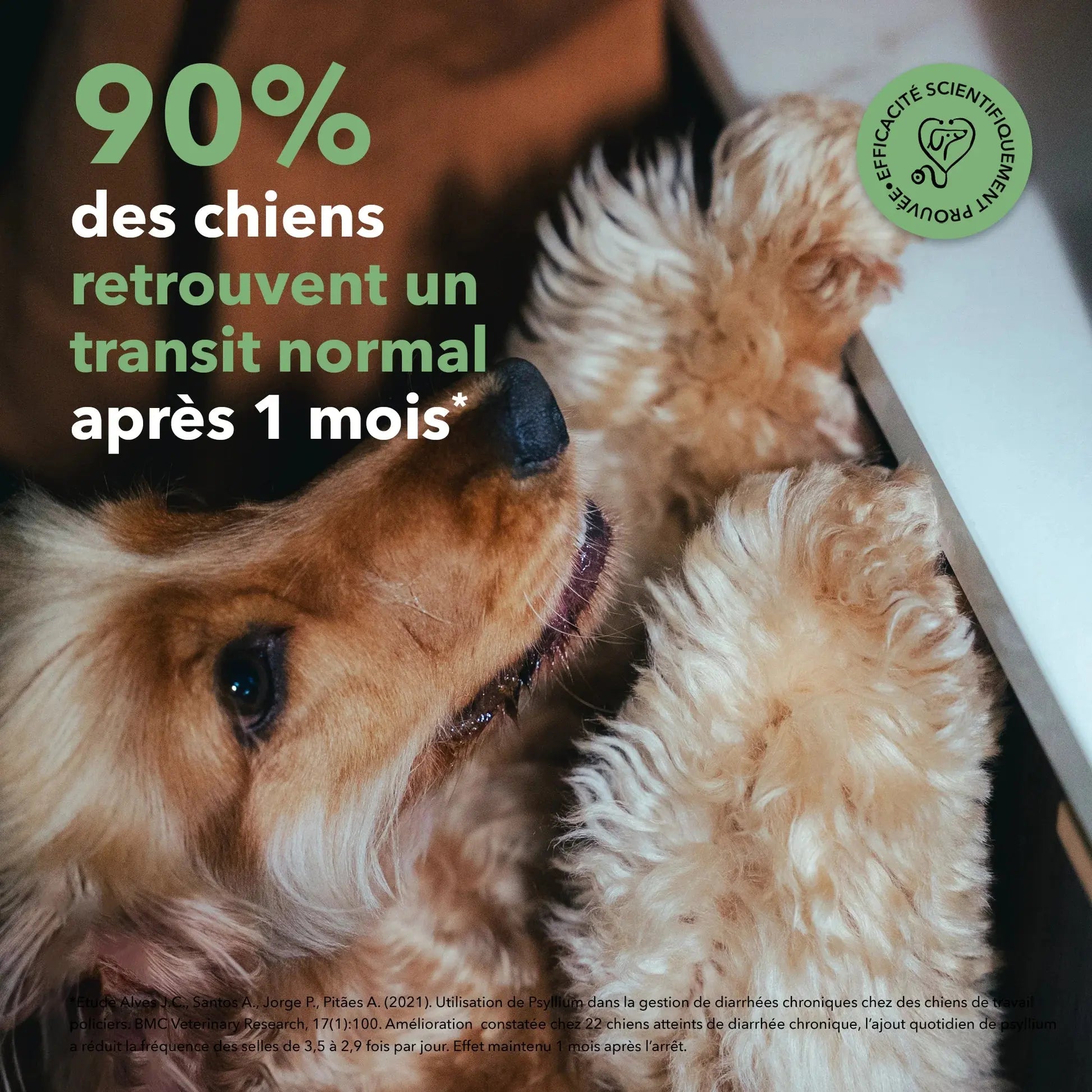 Les bouchées digestion DELAMOUR