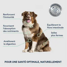 Marly & Dan -Croquettes Chien Adulte Grande Race Marly & Dan