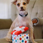 PET PLAY – Jouet en peluche pour chien Cadeaux d'anniversaire PET PLAY