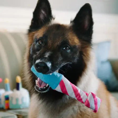 PET PLAY – Jouet en peluche pour chien Cotillon PET PLAY