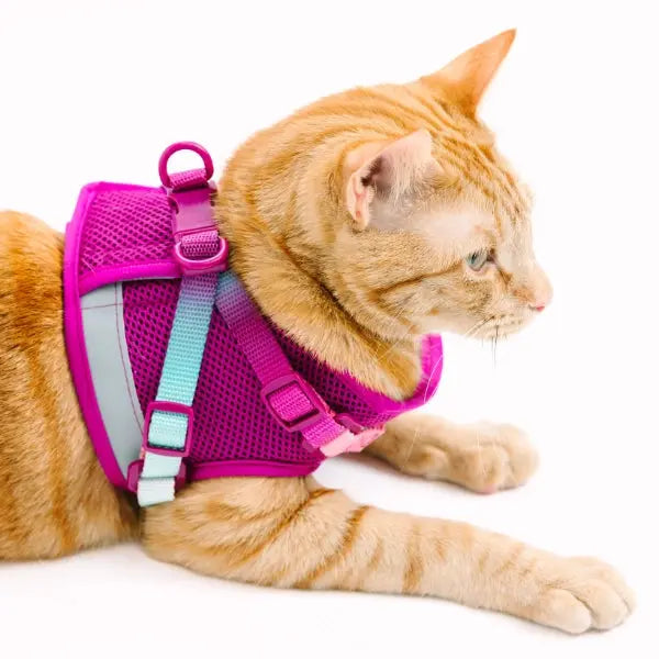 PINK PAPYRUS - Harnais et laisse Chat PINK PAPYRUS