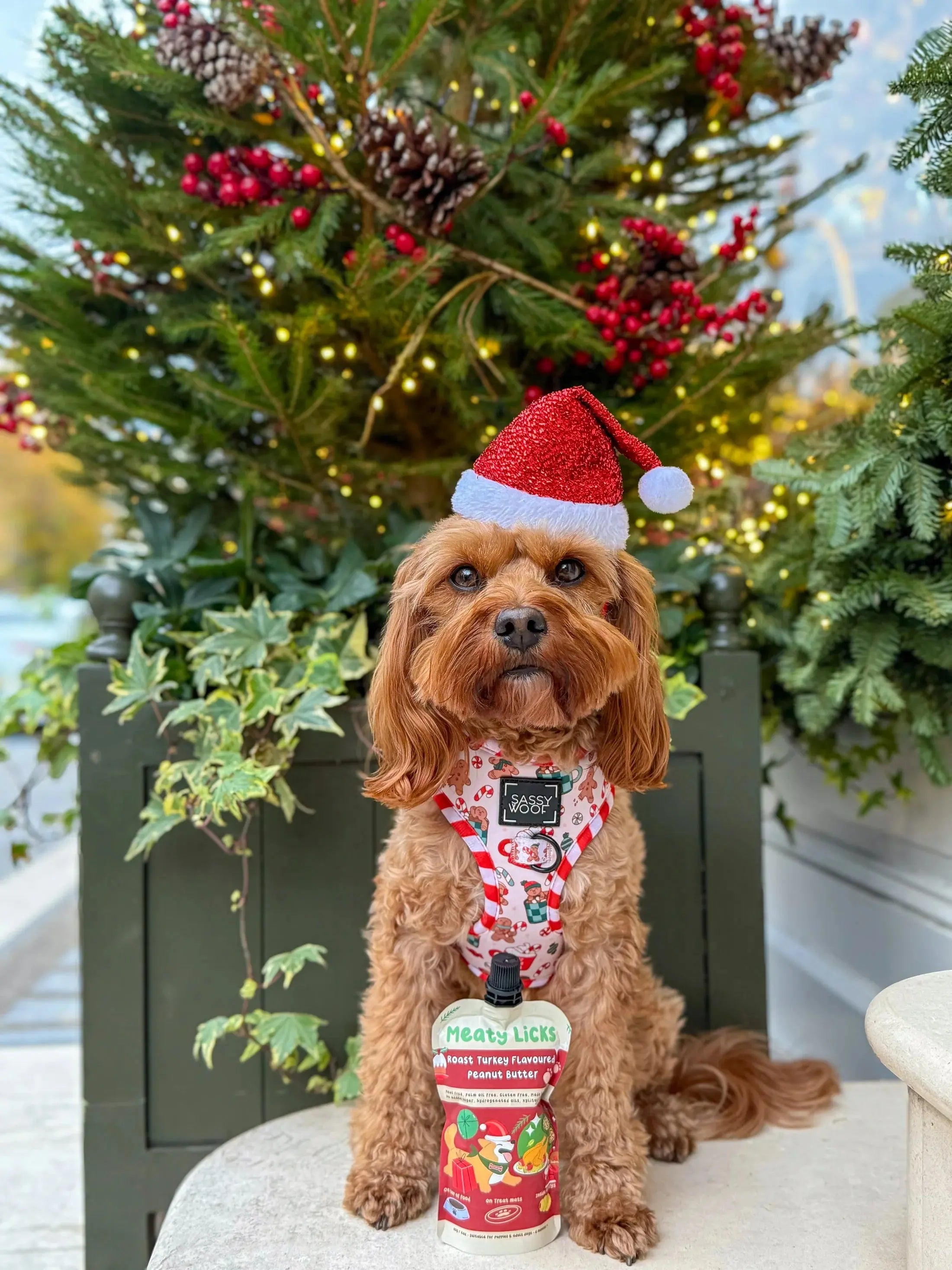 Pochette de beurre de cacahuète goût Dinde de Noël  pour chiens DOG & CAT ETOILES