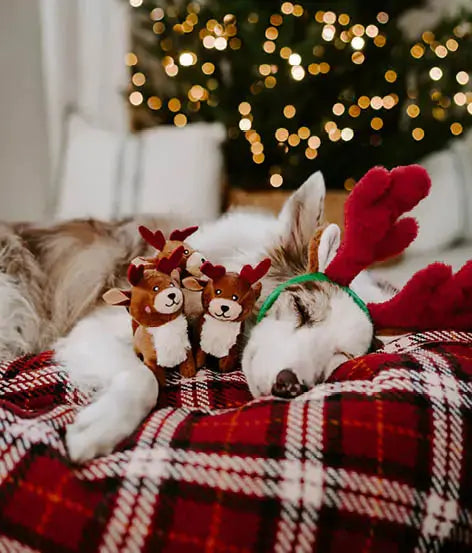 Serre tête de Noël - Zippy Paws ZIPPYPAWS