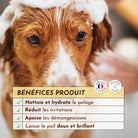 Shampoing anti démangeaison chien – Le Miraculeux DEXTER & MANGO