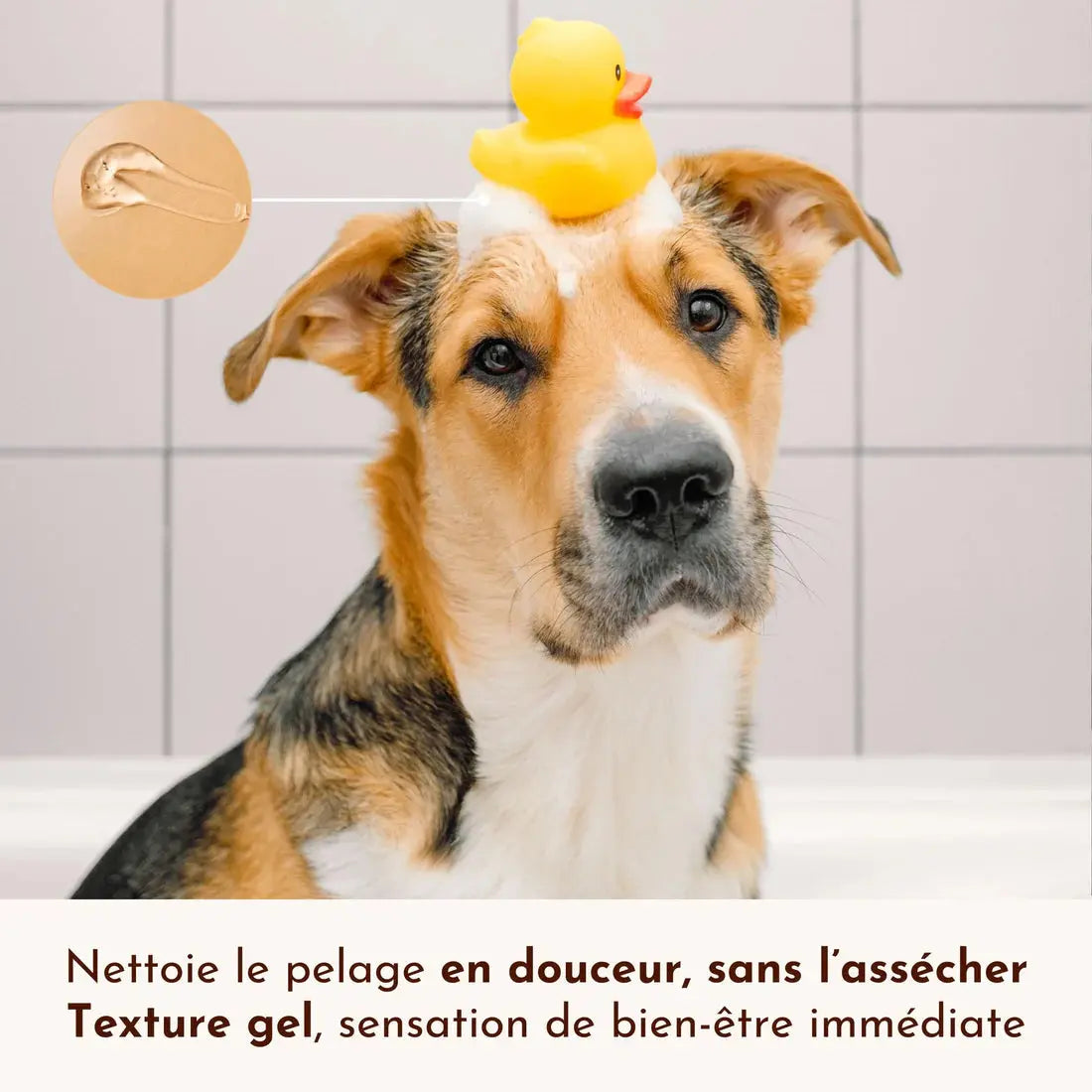 Shampoing liquide Poils de Velours DEXTER & MANGO