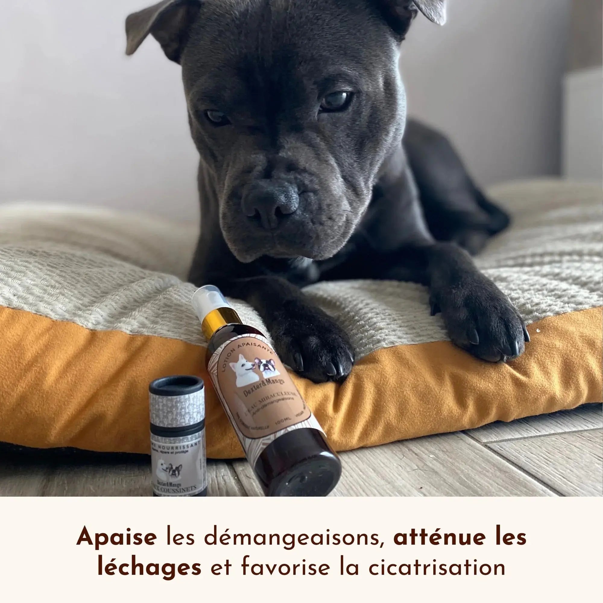 Shampoing solide chiot - P'tit mousse DEXTER & MANGO