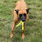 WEST PAW - Tizzy - Jouet 3 en 1 WEST PAW