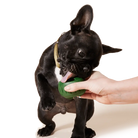 WOOF - Pupsicle WOOF