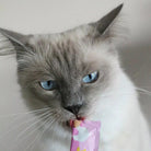 WOW -  Creamy Snack Saumon pour chat WOW